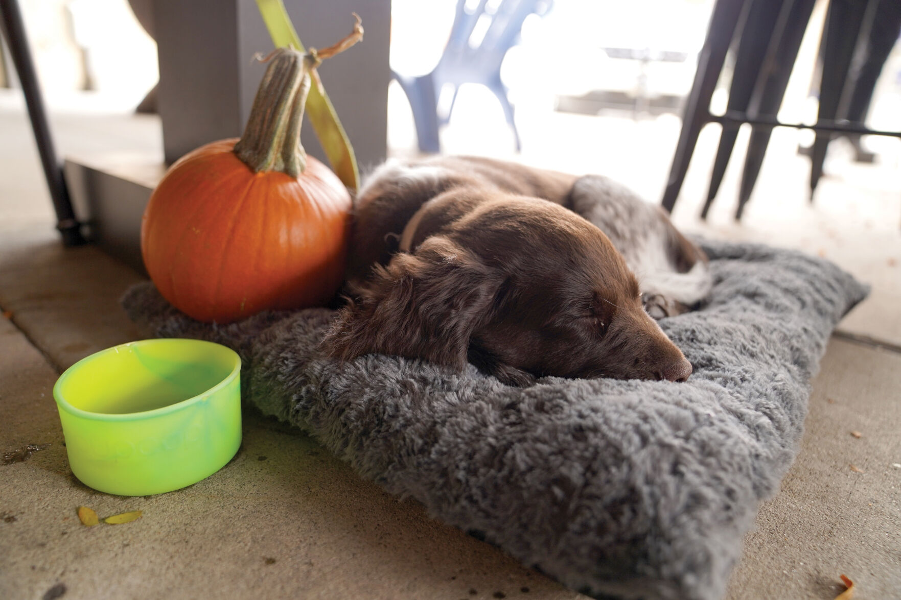 Pumpkin Carving Standalones 002.jpg